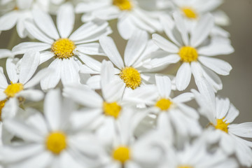 Flora of Gran Canaria - Tanacetum ptarmiciflorum