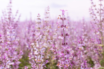 beautiful and fragrant field planted with medicinal herbs - sage. Lilac flower field, close-up of clary sage flowers