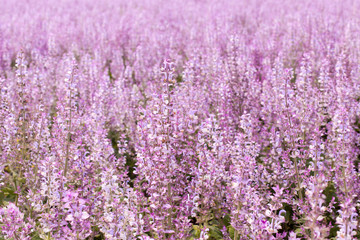 Fototapeta premium a fragrant field with medicinal herbs - a sage muscat. Purple flower field planted with useful grass, a flower of the inflorescence of the plant Sage's oak grove Karadonna