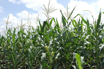 Obraz premium young corn in the field