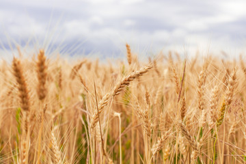 golden ears of young wheat, close-up against the sky