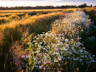Lato -  zachodzące słońce oswietla polne kwiaty na śródpolnych drogach © JDziedzic
