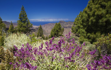 Obraz premium Gran Canaria, view from Las Cumbres