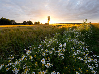 Lato -  zachodzące słońce oswietla polne kwiaty na śródpolnych drogach © JDziedzic