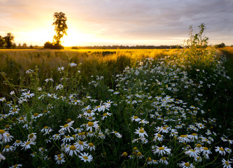 Lato -  zachodzące słońce oswietla polne kwiaty na śródpolnych drogach © JDziedzic