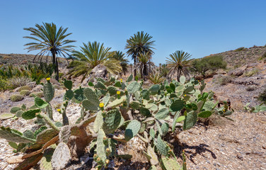 Fototapeta premium Paysage de Mirleft vers Tiznit - Maroc