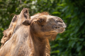 Camel