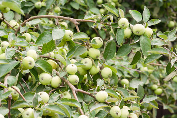 Unripe apples hanging on branches of an apple-tree