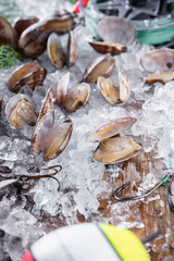  mussels