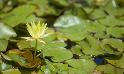 floral background with yellow Nymphaea