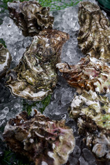 oysters