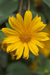 Flora of Gran Canaria - Tithonia diversifolia