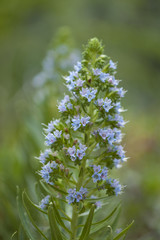 Flora of Gran Canaria - Echium callithyrsum
