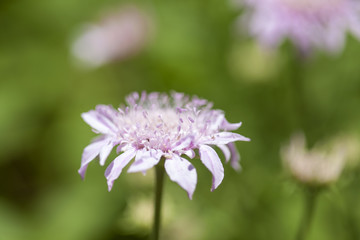 Flora of Gran Canaria - Pterocephalus dumetorum , Mountain scabious
