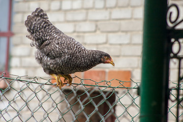 The hen stands on a metal fence net and tries to jump © daily_creativity