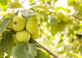 ripe fruit, useful for human health. beautiful, ripe and juicy apples - white pouring, hanging from the green twigs in the summer in the garden. gardens with fruit trees on the farm