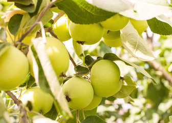 Macro of delicious, ripe apples - white pouring on a branch in summer in the garden
