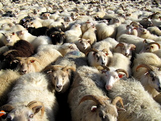 grupowanie owiec w stada - Islandia - obrazy, fototapety, plakaty