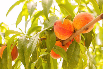 Peach trees in summer and the harvest of delicious and juicy peaches on a branch