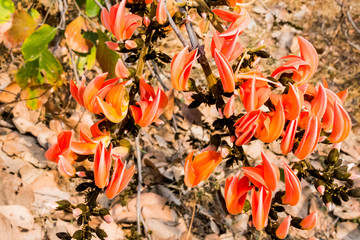 Butea Monosperma in the blue hour  Spring watch at every city of India.