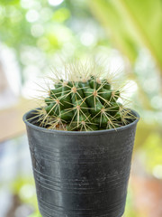 Closeup cactus in black pot 1