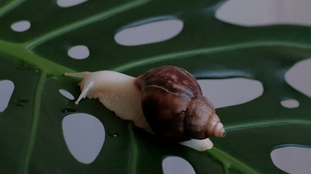 A large snail Achatina fulica slowly creeps along a green plant leaf with holes and drinks drops of water.