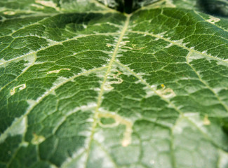close up of green leaf texture background