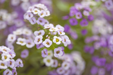Lobularia maritima  aka sweet alyssum
