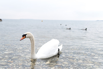 Swans float on the lake