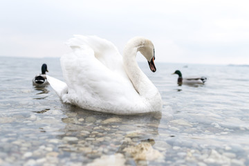Swans float on the lake