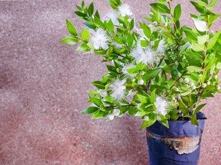 flowers in a pot
