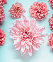 Close up of pastel pink color flowers on turquoise background, top view. Floral design