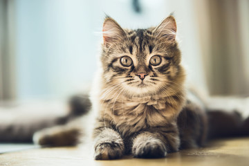 Naklejka premium Portrait of a fluffy Siberian kitten with a beautiful fur coat on the floor at window, looking at camera