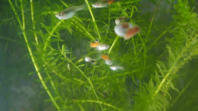 Female and several males of guppy in aquarium.