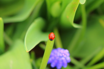 ladybug on green leaf