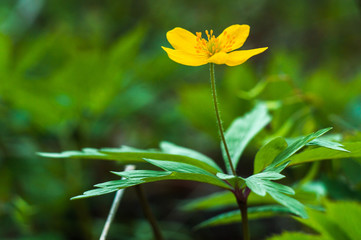 Anemone ranunculoides