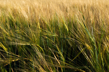 Field of rye