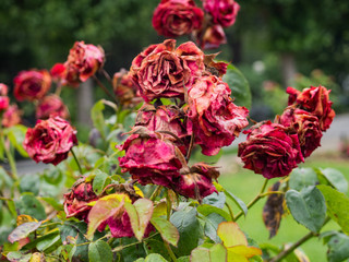 Wilted red roses in a garden