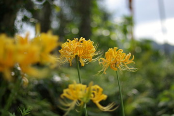鍾馗水仙（Yellow spider lily）