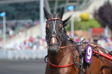 Obraz premium cheval de courses