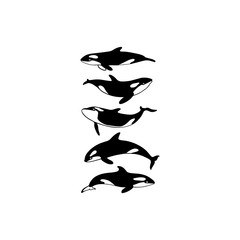 Hand drawn killer whales © petrovskaya