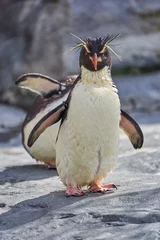 Fotobehang 旭山動物園のイワトビペンギン   © yuji_to