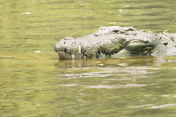 Crocodile