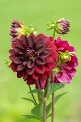 beautiful Dahlia flower in summer time