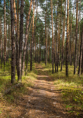 Road in the forest