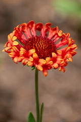 beautiful Helenium Autumnale flower in summer time