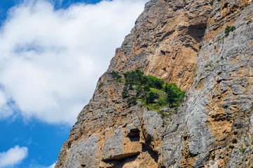 Trees on the mountain