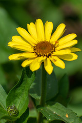 beautiful Glebionis segetum flower in summer time