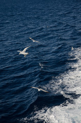Naklejka premium Water trace behind large ship in the sea. Flying seagulls over the ship.