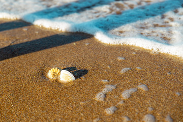 shells on the sand in the sea wave